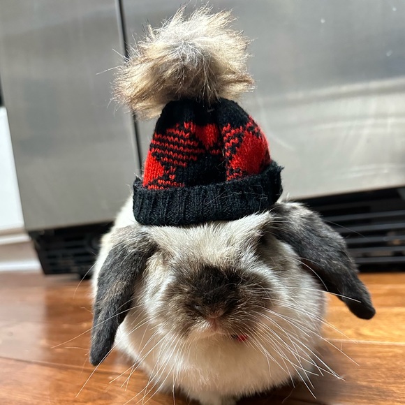 Bun bun - Picture 2 of 2